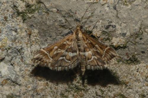 Diasemia reticularis